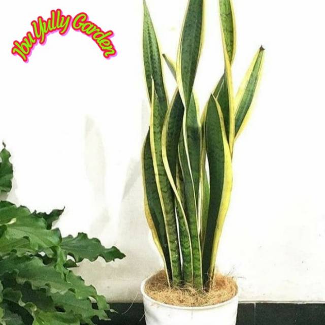 Tanaman Sansevieria Lidah  Mertua  Plus Pot Tawon Putih Dan 