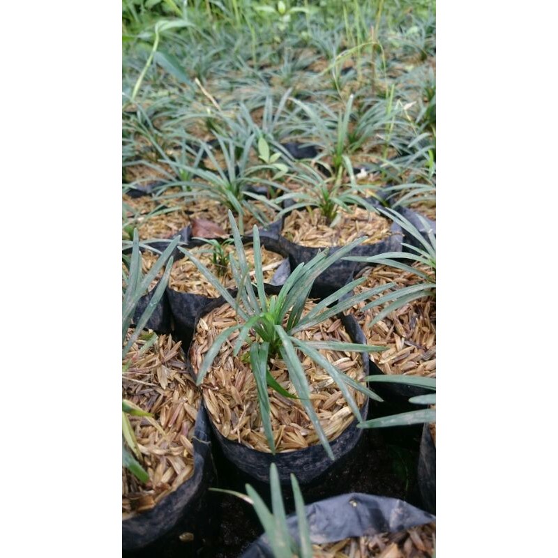 Kucai mini Kucay Dekorasi Rumput #Ophiopogon japonicus