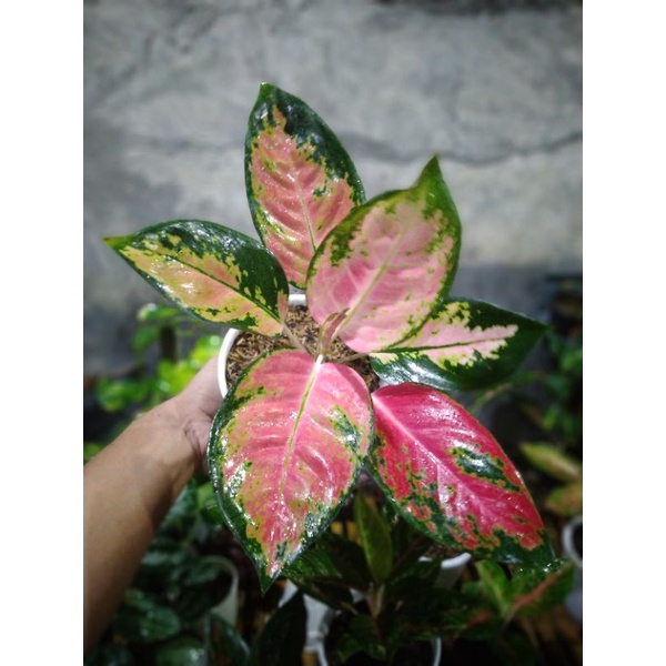 Aglonema Kochin red varian pelangi