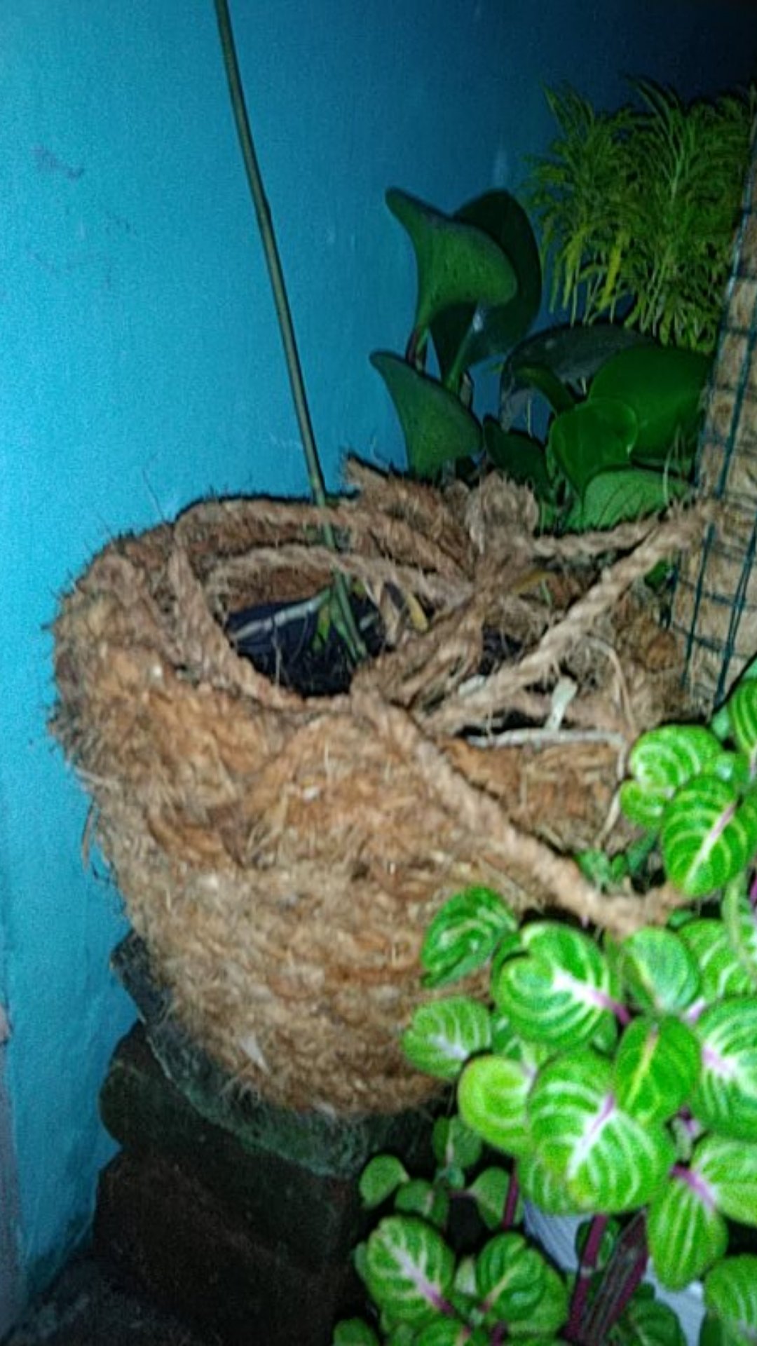 Pot Gantung Sabut Kelapa Anyaman Pot Anggrek Pot Tanaman