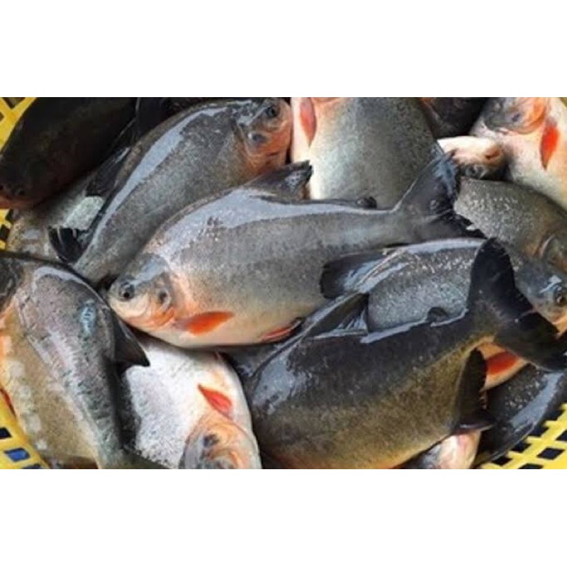 

BAWAL TAWAR - PUTIH LAUT - HITAM LAUT 500gr