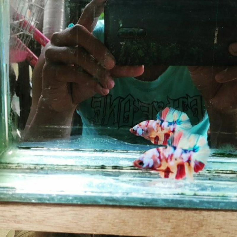 cupang nemo multicolor grade