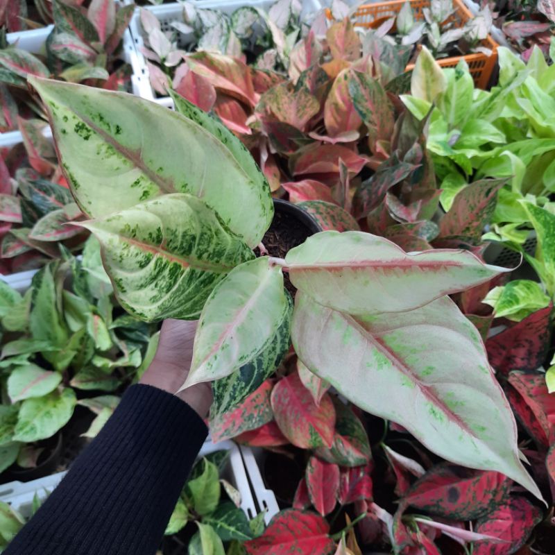 

Tanaman Hias Frozen , Aglonema Tanaman Hias Frozen