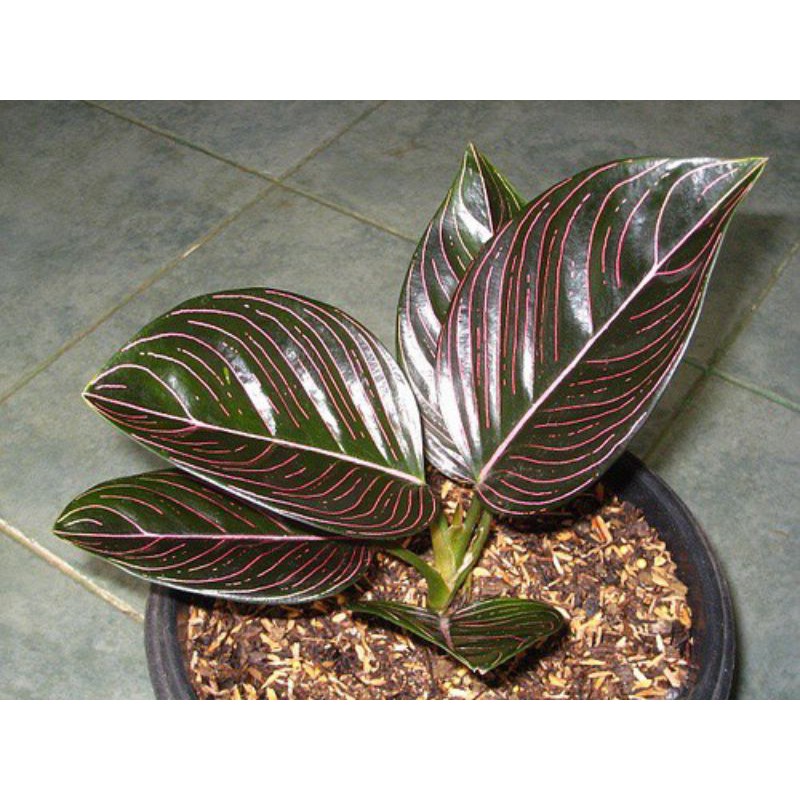 Aglonema Rotundum Aceh / Aglonema Rotundum Aceh Murah