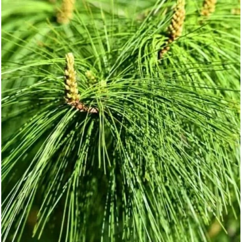 

daun pinus segar herbal