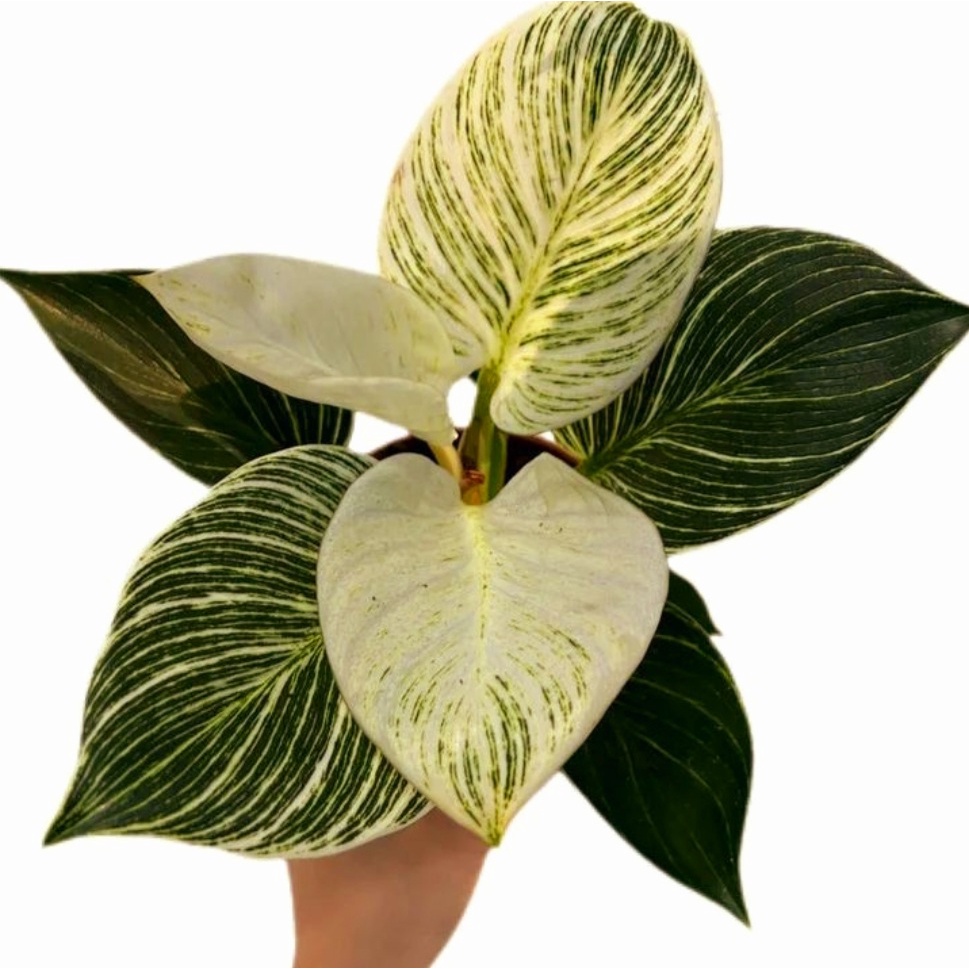 Philodendron Birkin Aglonema Murah Rimbun (BISA COD) Tanaman Hias Hidup Murah Bukan Bonggol Bibit De