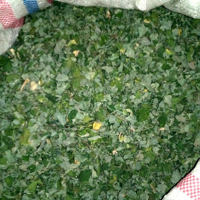 

PROMO Daun Kelor Kering / Dried Moringa Leaves Pilihan