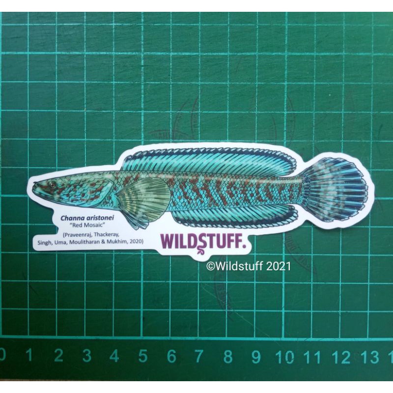 Sticker Wildstuff Channa aristonei Red Mosaic