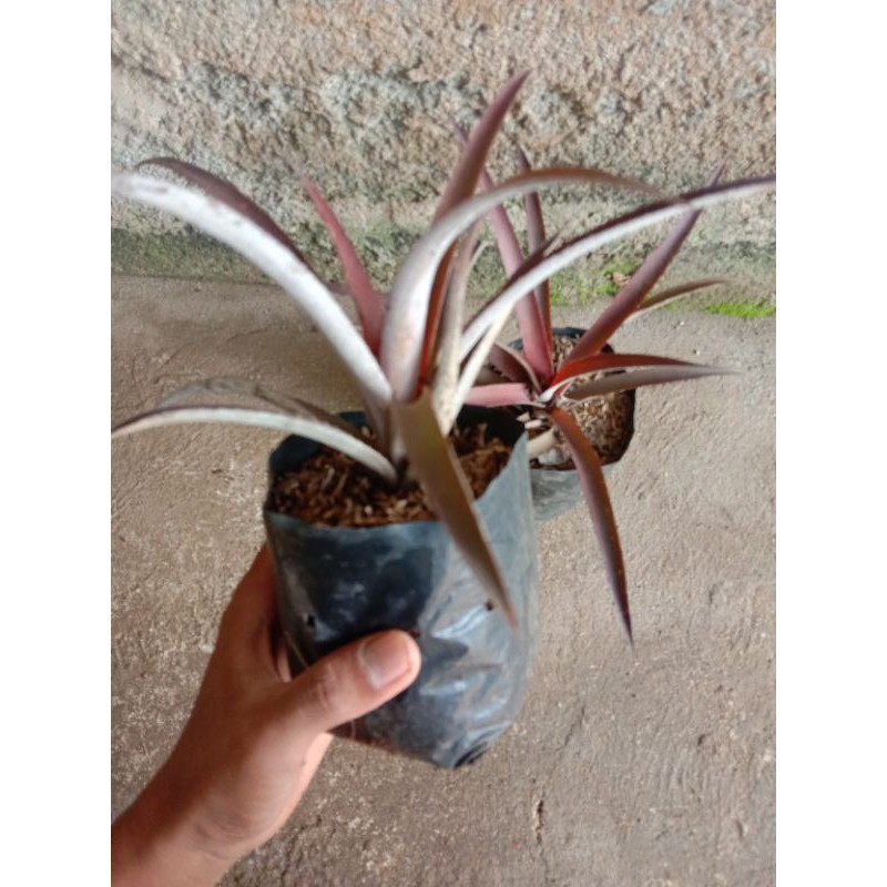 tanaman hias nanas merah