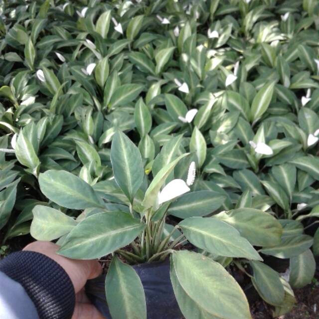 Tanaman Peace Lily Mini, Spatipyllum Mini, Pohon Peace Lily Mini, Tanaman Indoor