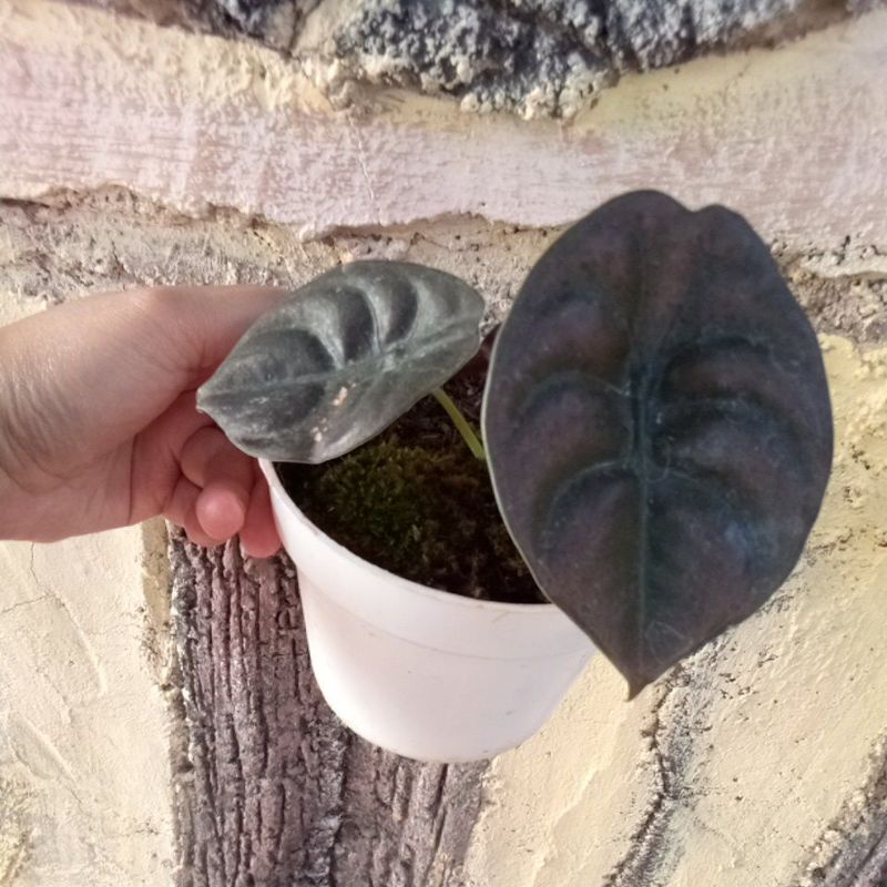 alocasia cuprea/keladi tengkorak