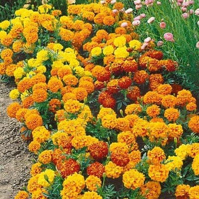 Haira Seed Bibit-Biji Bunga Marigold Sparky French