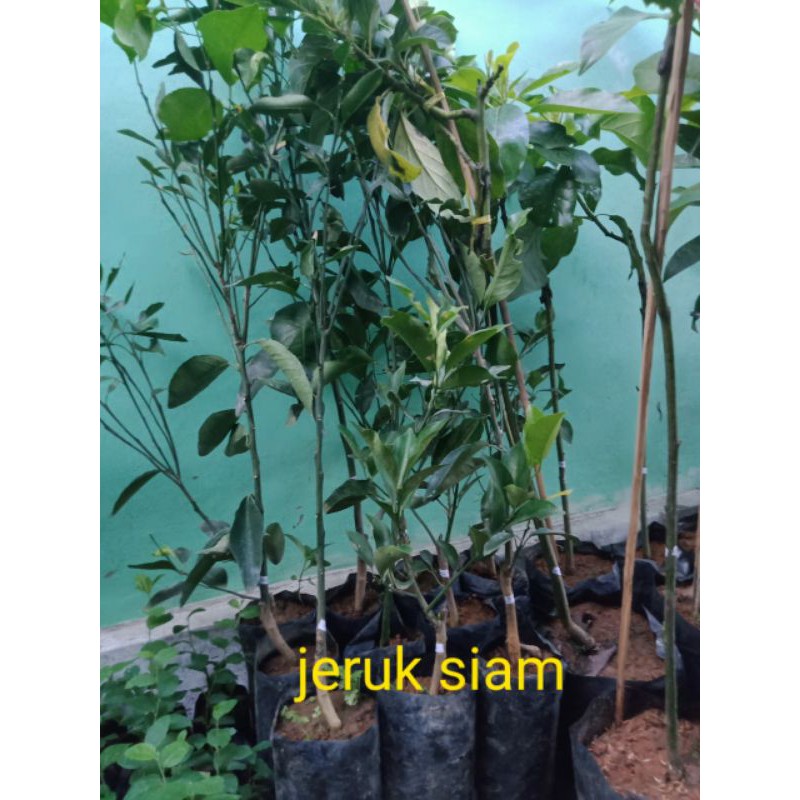 

jeruk siam