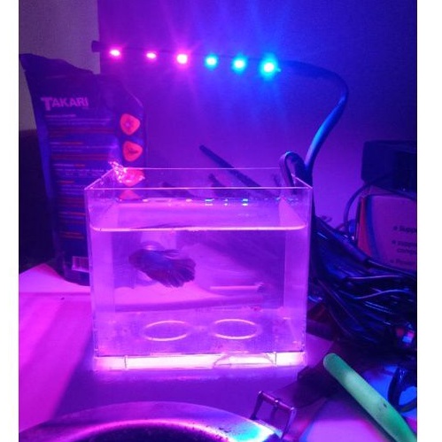 Lampu Soliter Cupang Biru pink 6 led Lampu Aquarium Mini Lampu Aquarium  Lampu Hias Lampu Tidur Lamp