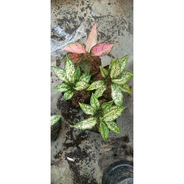 aglonema paket murah meriah