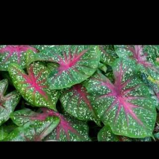 Caladium Thai Beauty Shopee Indonesia