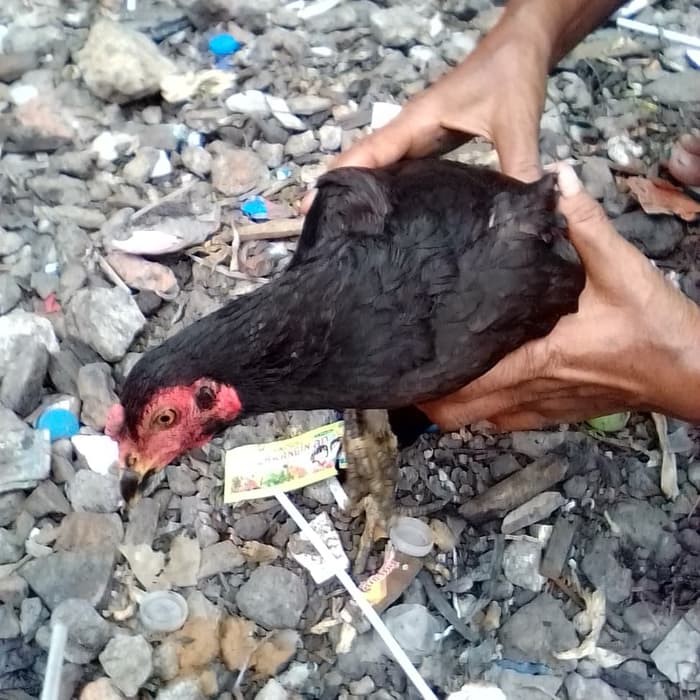 

Ayam Kampung Betina