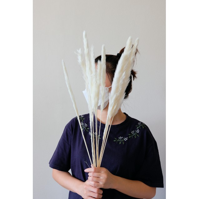SATUAN SMALL WHITE PAMPAS / BROWN PAMPAS / DRIED PAMPAS / PAMPAS KERING