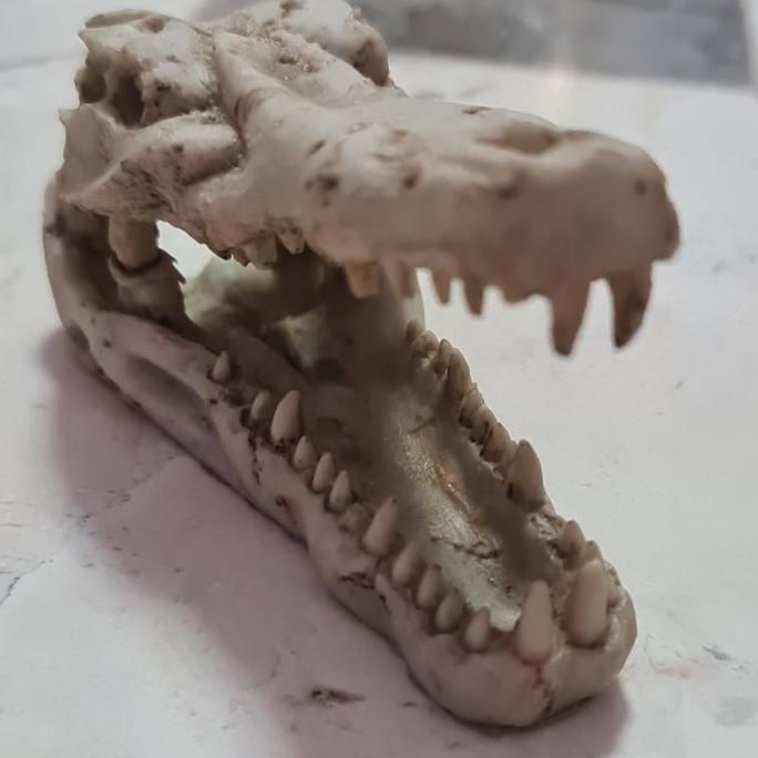 Tengkorak Buaya Fosil Hiasan Akuarium Terarium Dll