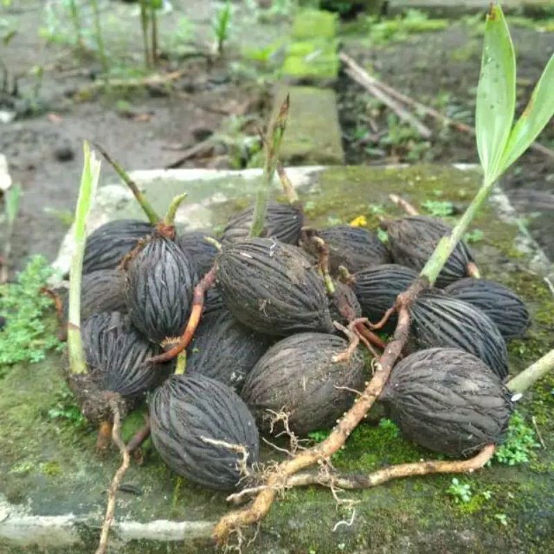 Jual palem ekor tupai biji benih | Shopee Indonesia