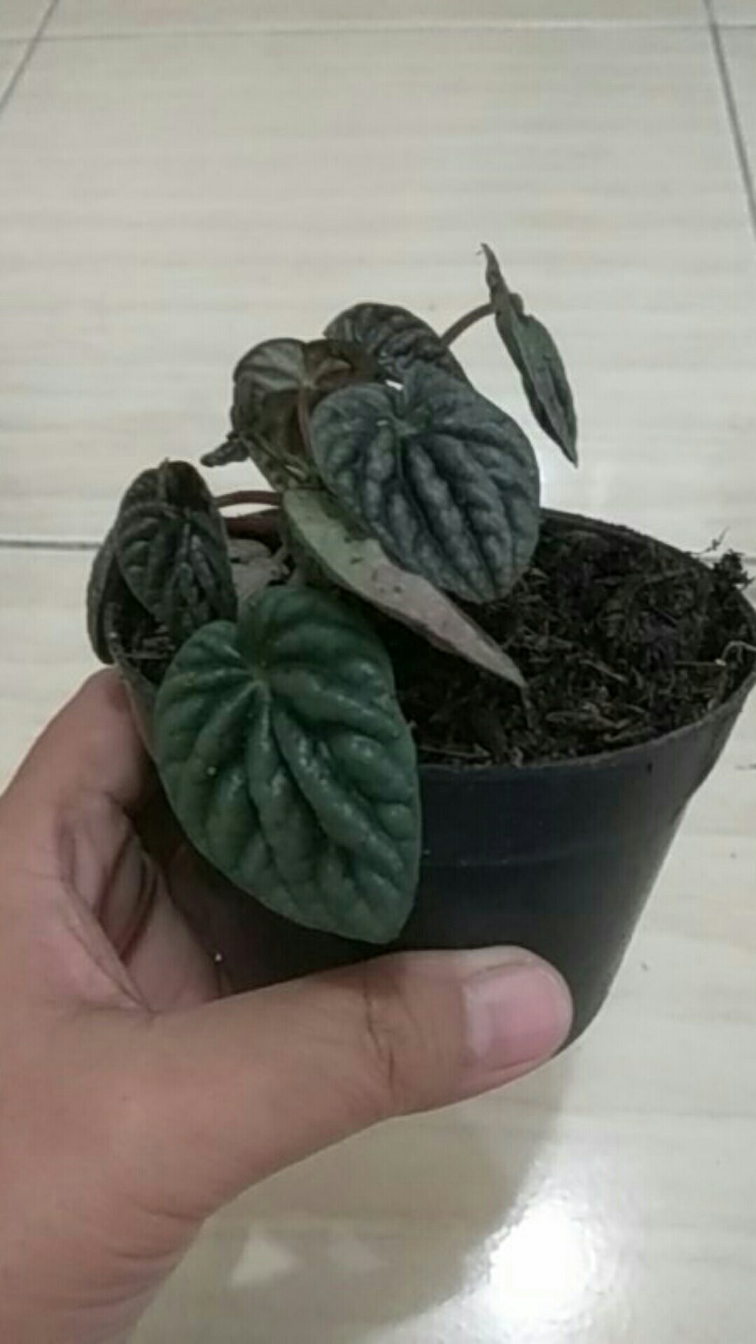 Peperomia Kerut Merah- Peperomia Caperata Red Riple