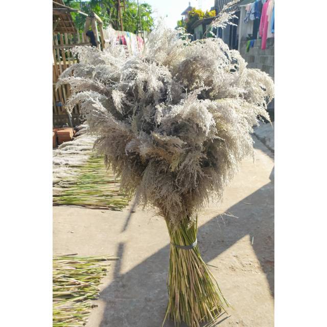 Pampas bulu , bunga kering Pampas  bulu halus kualitas terbaik