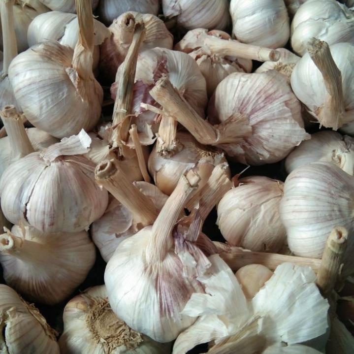 

Trendy bawang putih honan/ banci kotor 1 kg !