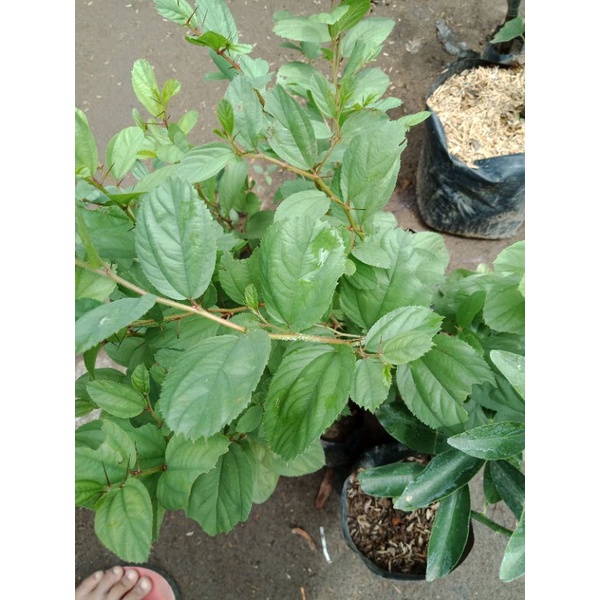 Bibit bidara arab asli