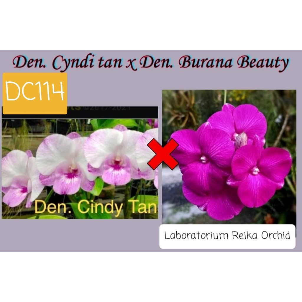 Bibit Botolan Anggrek Dendrobium Cyndi Tan x Burana Beauty