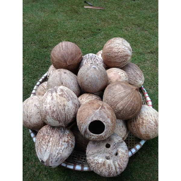 Cumplung Batok kelapa utuh tempurung kelapa utuh