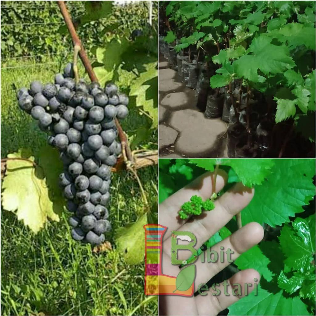 Bibit anggur caroline - Bibit Anggur Import Grafting