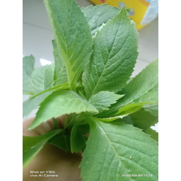 

Daun Sintrong / Shintrong / Lebrak