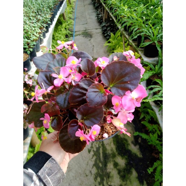 BEGONIA CUCULLATA  begonia bunga pink