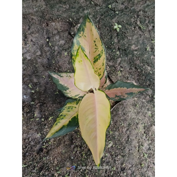 aglonema kochin tembaga