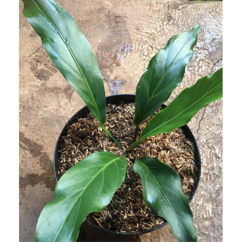 Pohon Antorium gelombang cinta/pohon hias Antorium gelombang cinta..