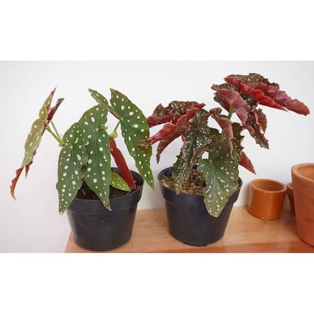 PAKET 2 JENIS TANAMAN HIAS BEGONIA / Begonia mocca / begonia maculata / tanaman gantung begonia