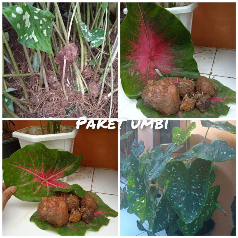 paket umbi keladi 4 umbi