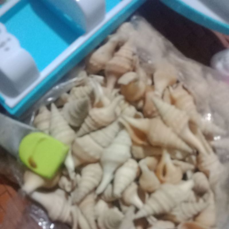kerang kerajinan