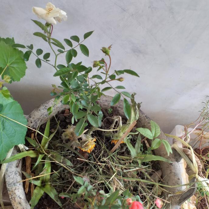 Jon Bibit Pohon Bunga Mawar Rambat Putih