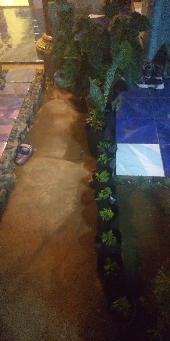 Tanaman Hias Bibit Bunga Krisan Paket 65 Pcs