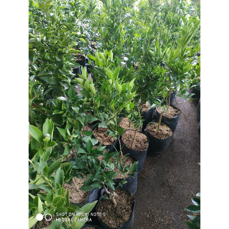 Bibit jeruk santang madu (kondisi berbuah 100% valid)