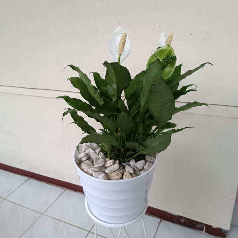 Tumbas Tani Peace Lily Sudah Berbunga - Tanaman Peace Lili Spatuphillum Berbunga Rimbun