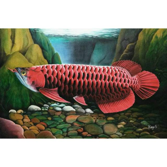 25 Inspirasi Keren Sketsa Lukisan Ikan Arwana Tent Tales