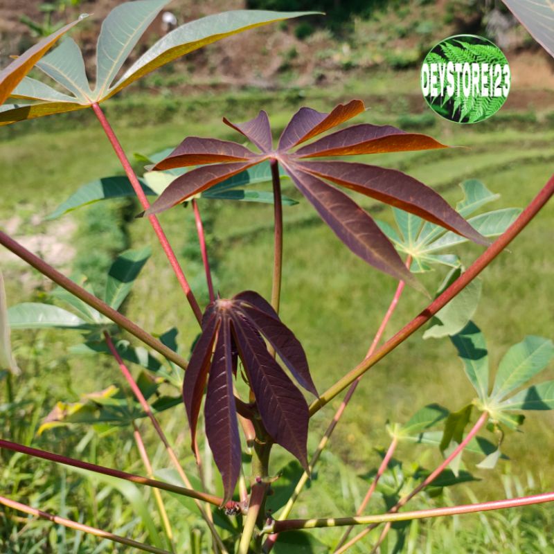 

Daun singkong racun murah per 500 grm