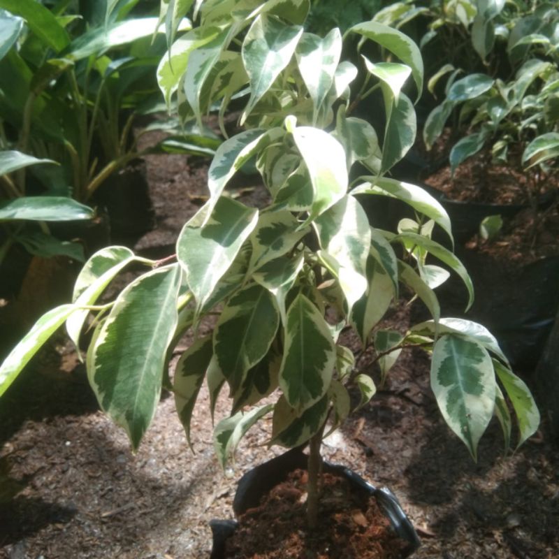 Tanaman Hias Beringin Putih Variegata / Ficus Benjamina Variegata