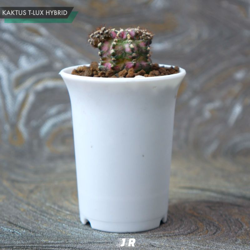 Kaktus T-Lux Hybrid (Seedling)