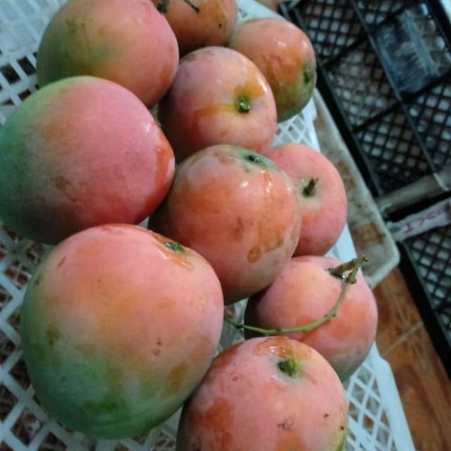 

Mangga merah