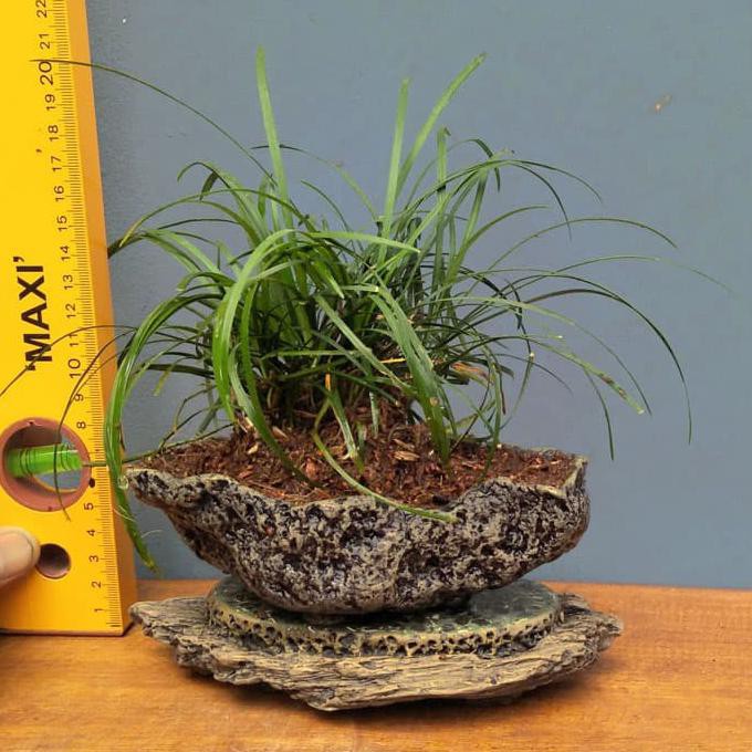 Ini Tanaman Hias Taman Ophiopogon Japonicus Kualitas Baik