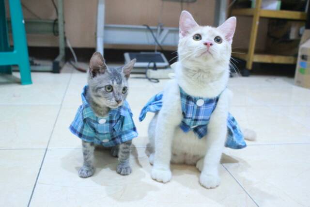 Baju kopelan kotak-kotak biru untuk kucing dan anjing size S M L XL (bisa pilih size)