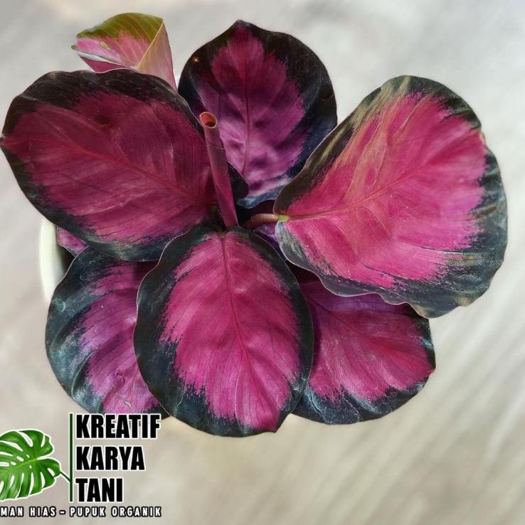 Obral Terkini Calathea crimson X roseopicta - Calatea Crimson Roseopicta